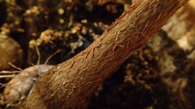 Brachychiton populneus - brachychiton topolový - kmínek dvouleté rostliny